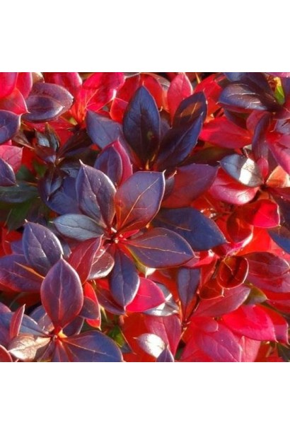 Барбарис Ред Джевел 